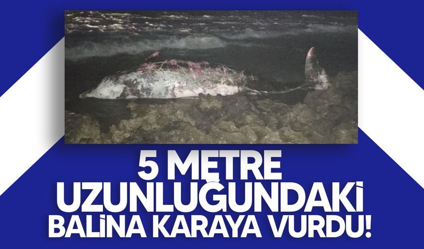 Tatlısu’da 5 metre uzunluğundaki erkek gagalı balina karaya vurdu!