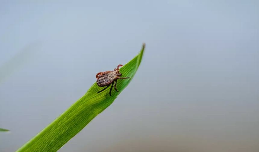 Bahçelerde kenelere karşı doğal çözüm