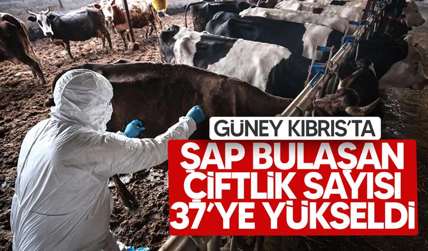 Güney Kıbrıs’ta şap alarmı!