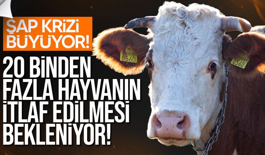 Güney Kıbrıs’ta şap krizi büyüyor: 9 yeni vaka