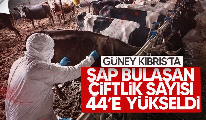 Güney Kıbrıs’ta şap krizi büyüyor, hayvanlar kaçırılıyor!