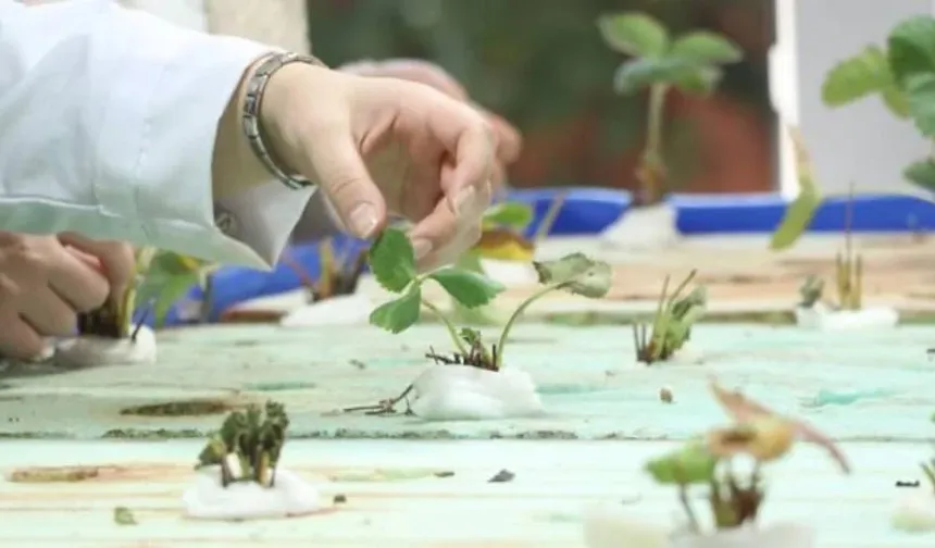 Japon balığı gübresi nedir? Tarımda ne işe yarıyor