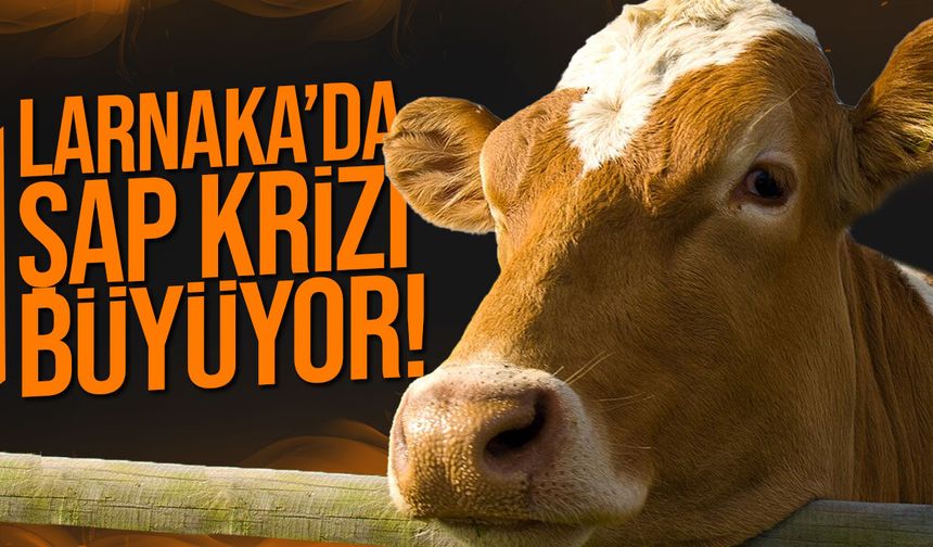 Larnaka’da Şap Vakası 22’ye Yükseldi