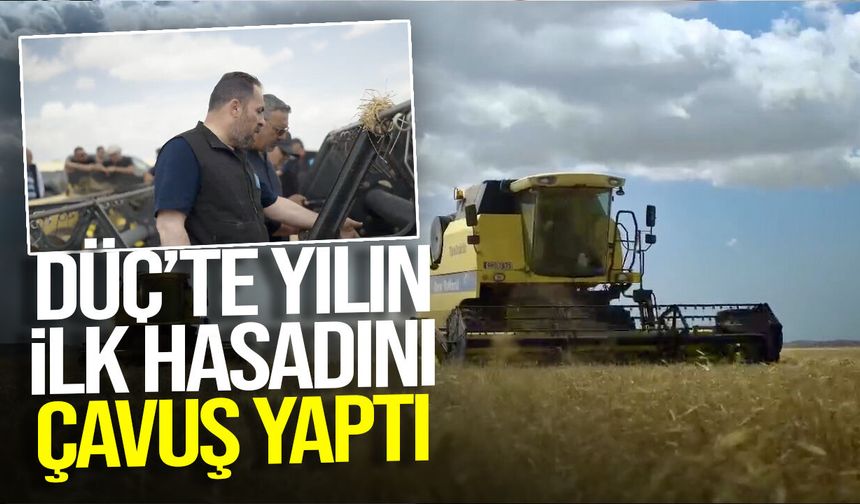 DÜÇ’te yılın ilk tahıl hasadı yapıldı