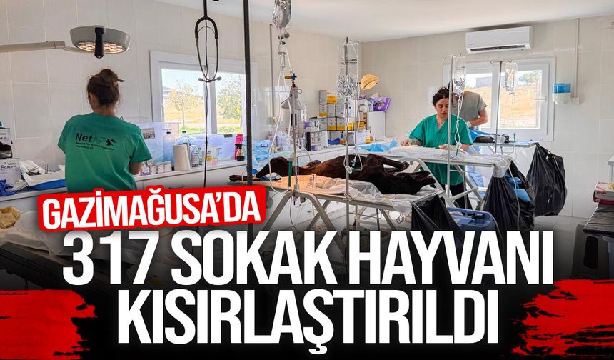 Gazimağusa’da 317 sokak hayvanı kısırlaştırıldı