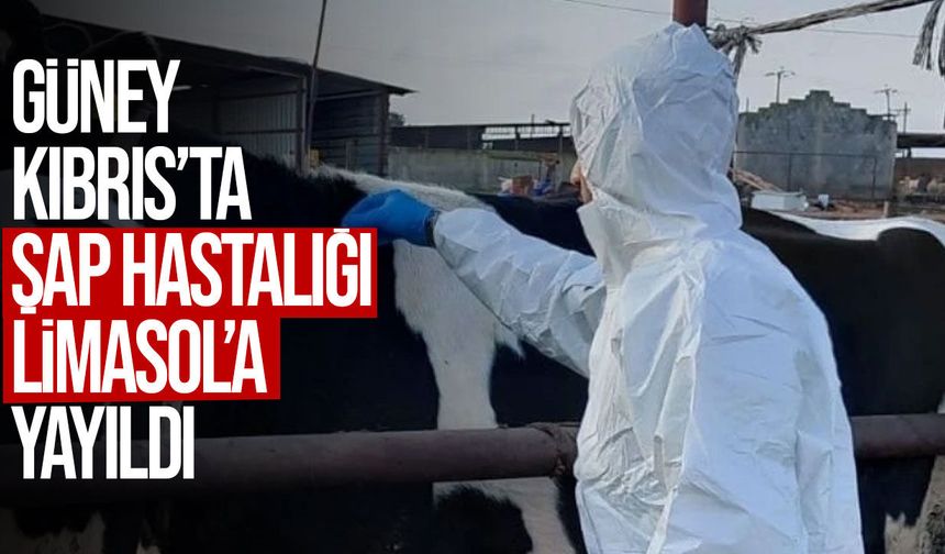 Güney Kıbrıs’ta şap hastalığı Limasol’a yayıldı