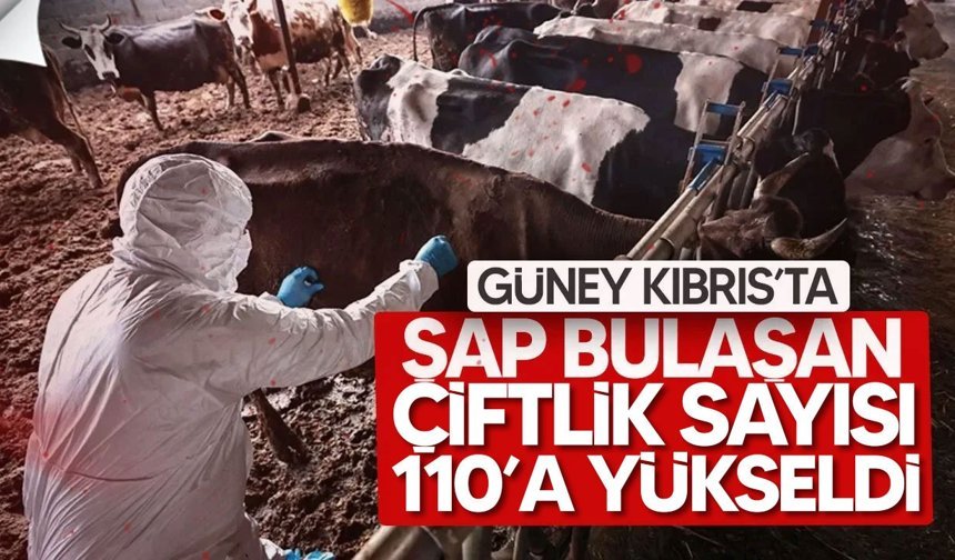 Güney Kıbrıs’ta şap hastalığı yayıldı: Çiftlik sayısı 110’a çıktı