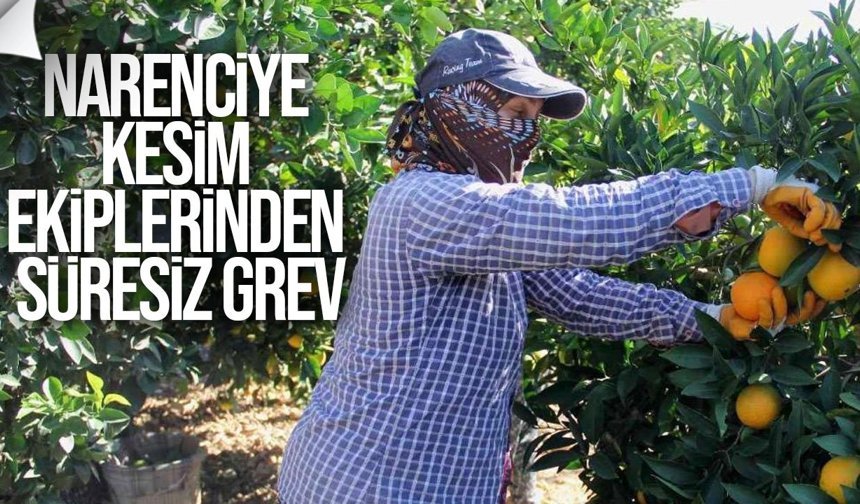 Narenciye Kesim Ekipleri Birliği süresiz grev açıkladı