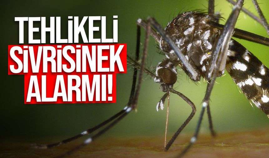 Kıbrıs'ta tehlikeli sivrisinek alarmı!