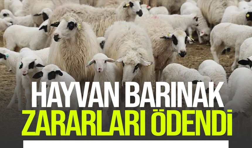 Hayvan barınak zararları için 163 bin 950 TL tazminat ödendi