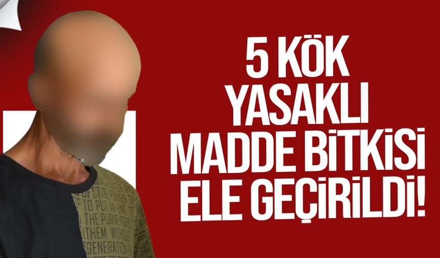 Lefke'de 5 kök yasaklı madde bitkisi ele geçirildi