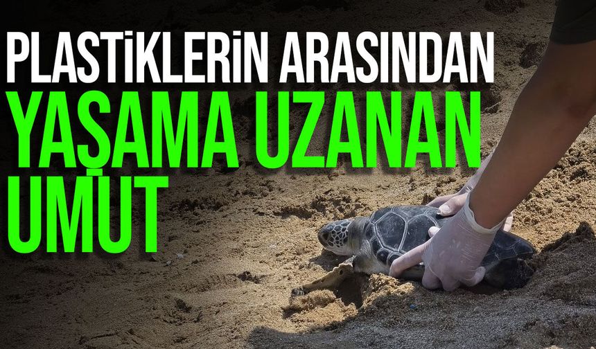 Plastiklere sarılı halde bulunan yeşil kaplumbağa yeniden denize bırakıldı