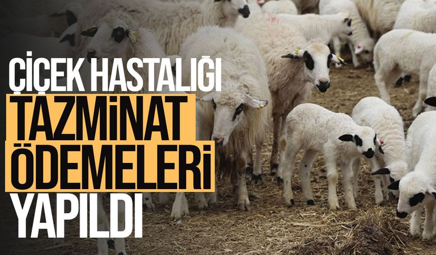Çiçek hastalığından zarar gören üreticilere 481 bin TL tazminat ödendi