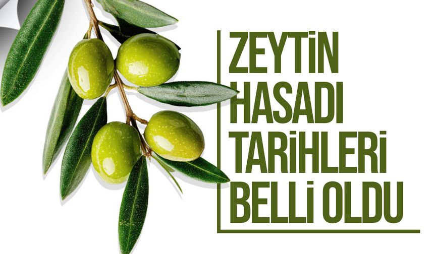 Gazimağusa’da zeytin hasadı tarihleri belli oldu