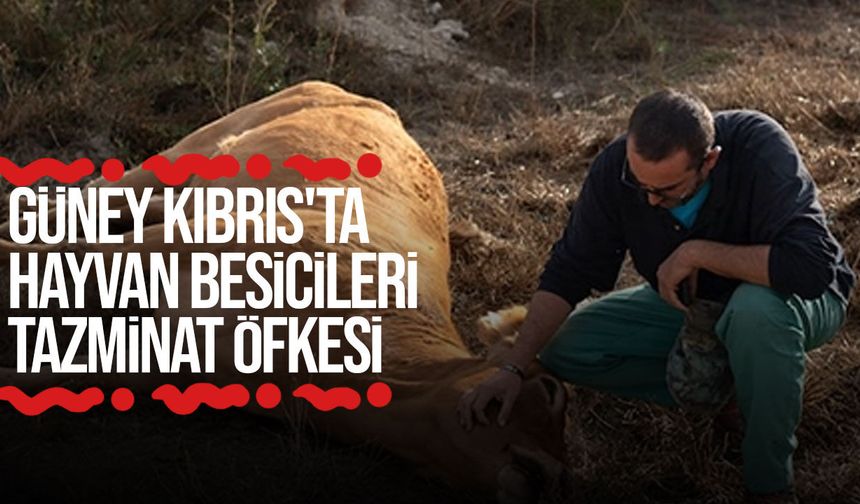 Güney Kıbrıs'ta hayvan besicileri şap tazminatları için eylem yaptı