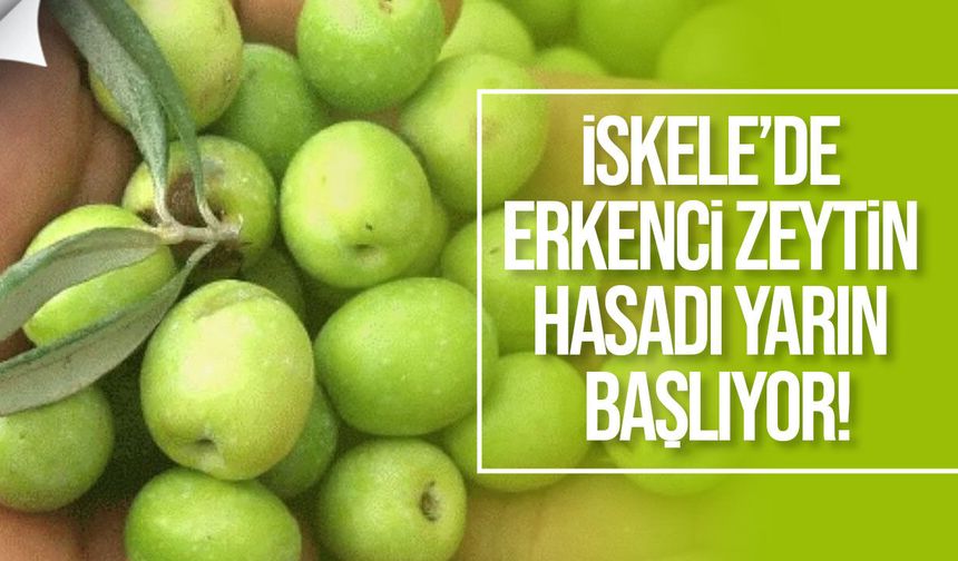 İskele’de erkenci zeytin hasadı yarın başlıyor