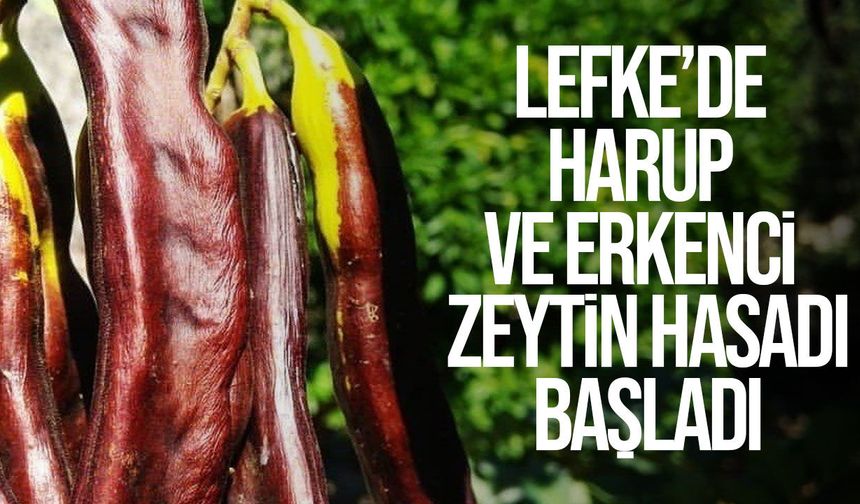 Lefke’de harup ve erkenci zeytin hasadı bugün başladı