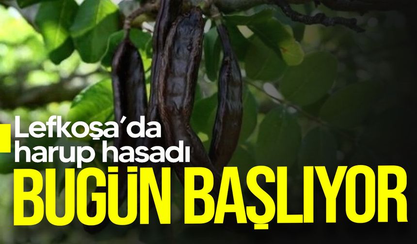 Lefkoşa’da harup hasadı bugün başlıyor