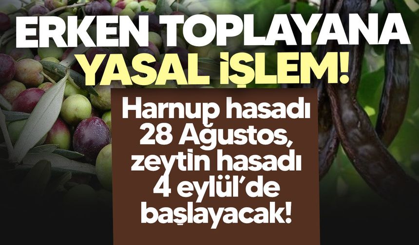 Lefkoşa’da zeytin ve harup hasadı tarihleri açıklandı