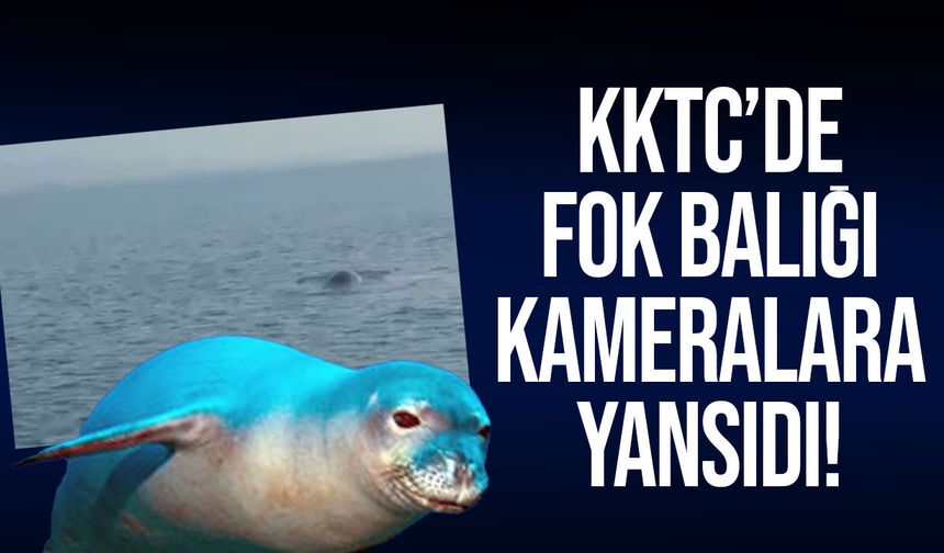 Yeniboğaziçi sahilinde büyüleyen an: Fok balığı kameraya yansıdı