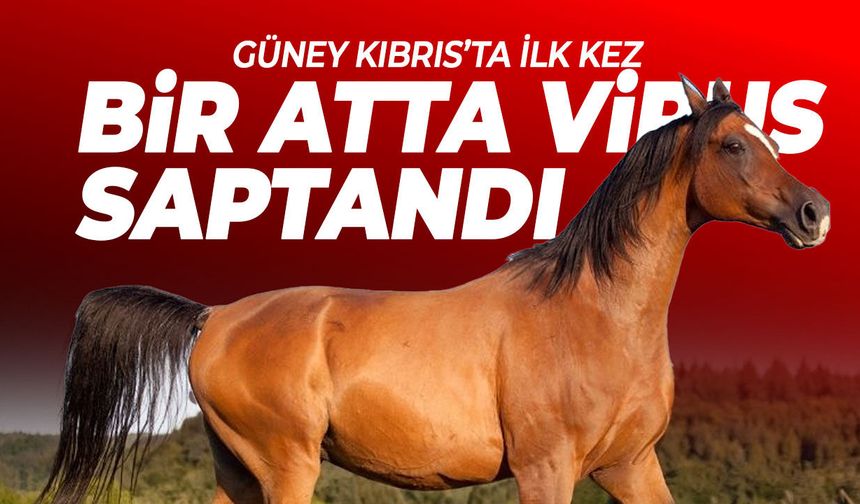 Güney Kıbrıs’ta ilk kez bir atta Batı Nil virüsü tespit edildi