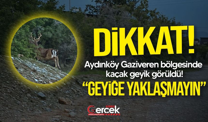 Aydınköy Gaziveren bölgesinde kaçak geyik alarmı!