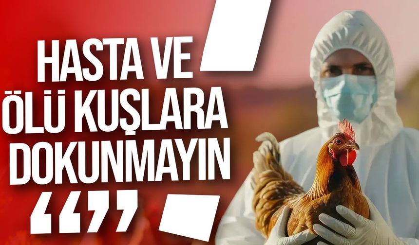 Güney Kıbrıs’ta H5N1 tespit edildi, Veteriner Dairesi uyardı