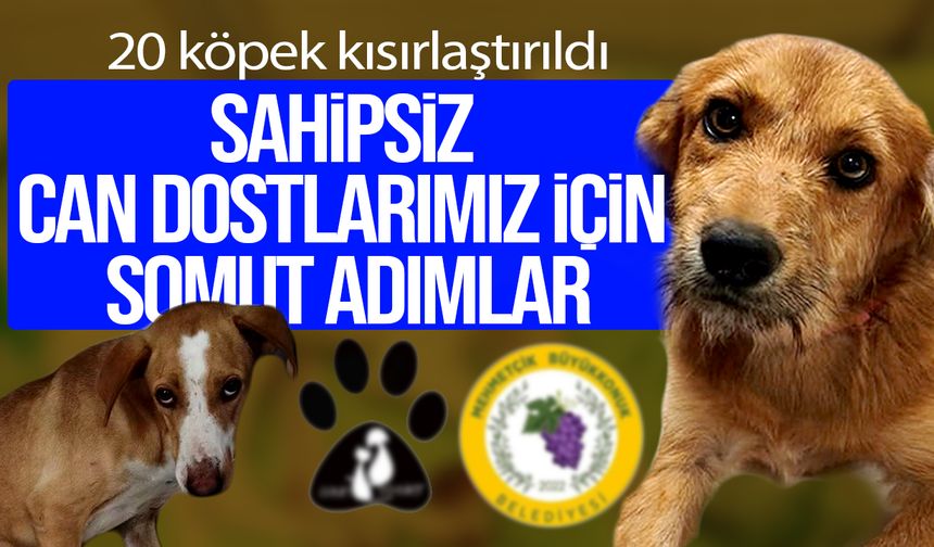Mehmetçik Büyükkonuk’ta 20 köpek kısırlaştırıldı, 33 köpek sahiplendirildi