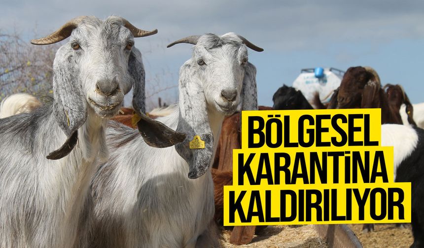 Şap hastalığı nedeniyle uygulanan bölgesel karantina kaldırılıyor