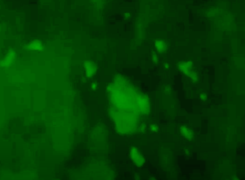 maduroyu-tasiyan-ucak-new-yorka-indi-abd-ussunde-gozalti-sureci-basladi-1