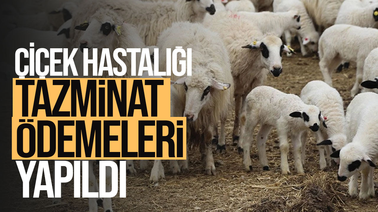 Çiçek hastalığından zarar gören üreticilere 481 bin TL tazminat ödendi