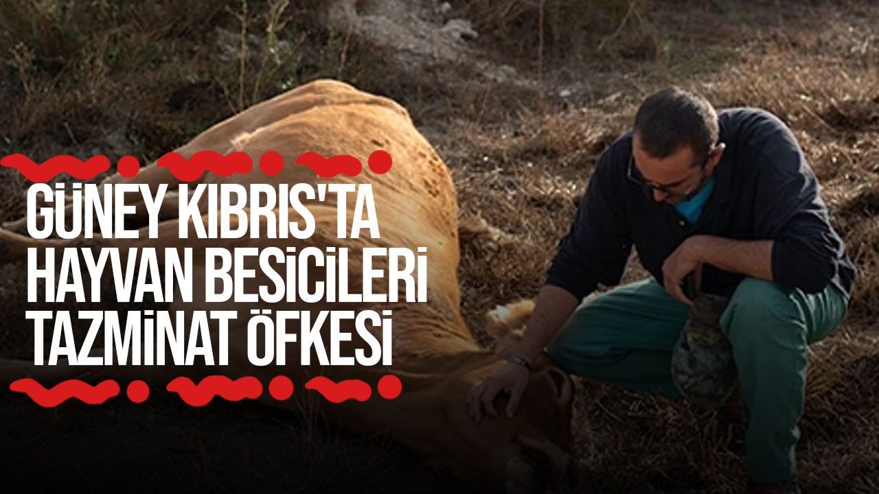 Güney Kıbrıs'ta hayvan besicileri şap tazminatları için eylem yaptı
