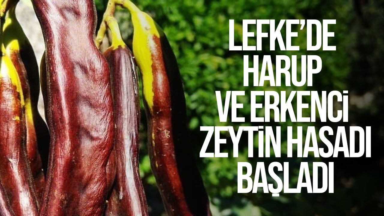 Lefke’de harup ve erkenci zeytin hasadı bugün başladı