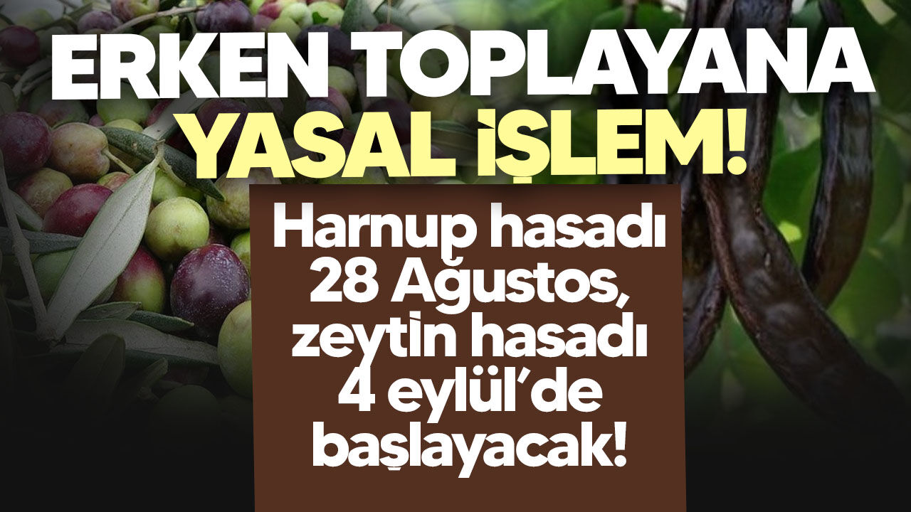 Lefkoşa’da zeytin ve harup hasadı tarihleri açıklandı